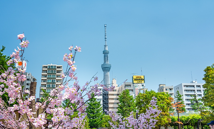 Sakura JAPAN